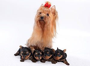 Любимое Хобби Голди Годдесс (Гуля), фото 2