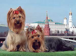 Любимое Хобби Жессика, фото 2